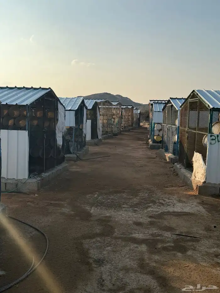 مشروع حمام فرنسي للتقبيل مزرعه 5