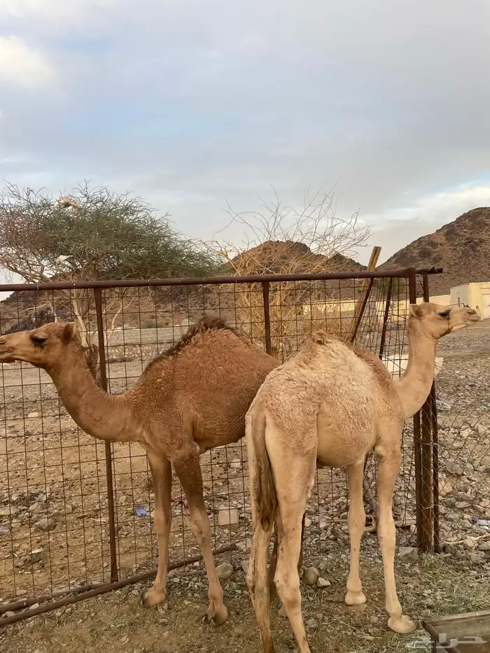 قعدان للبيع( تم البيع ) 1