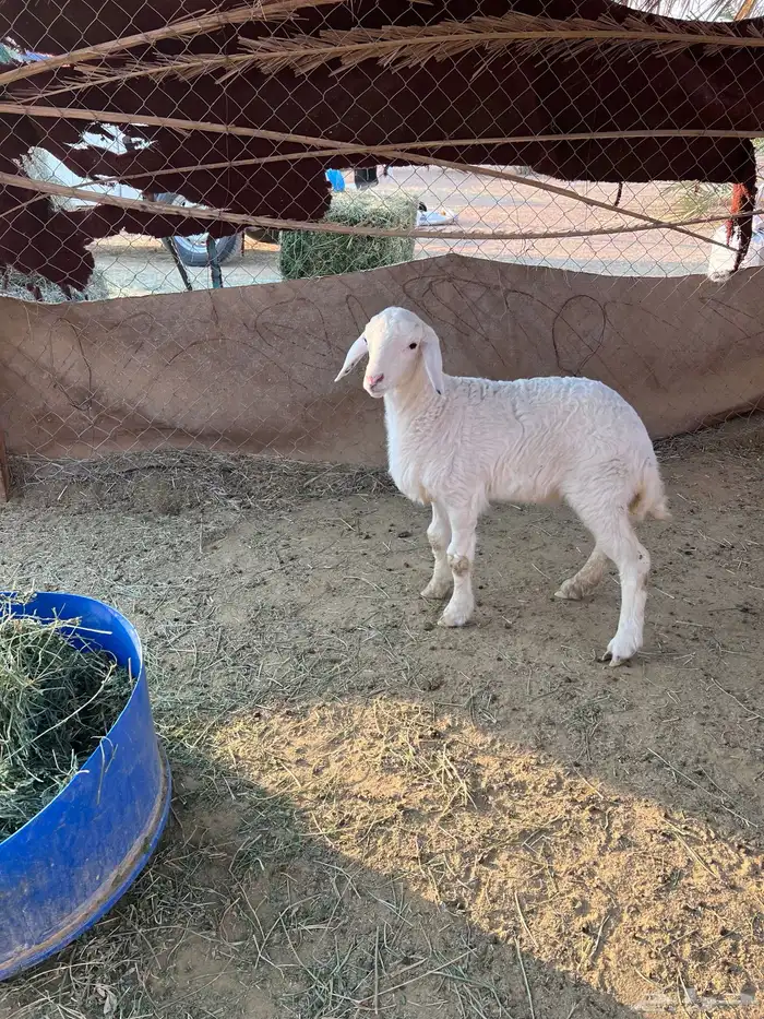 خروف ورخل حرية مغلقة شحم 4