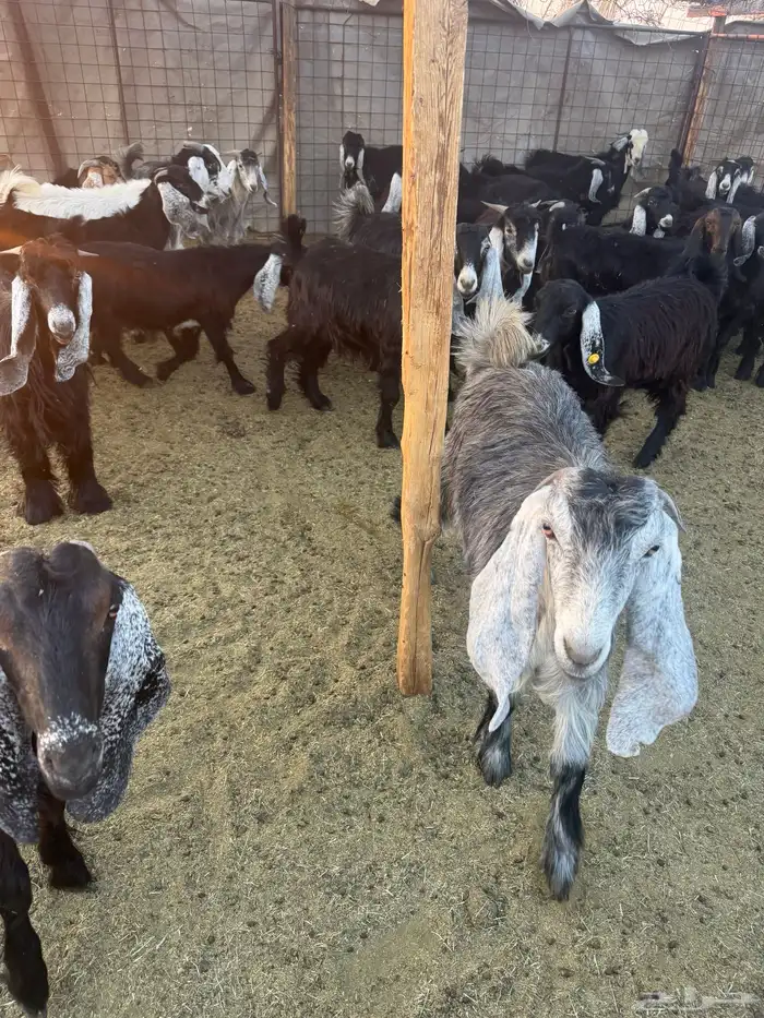 تيوس وجفار للبيع 9