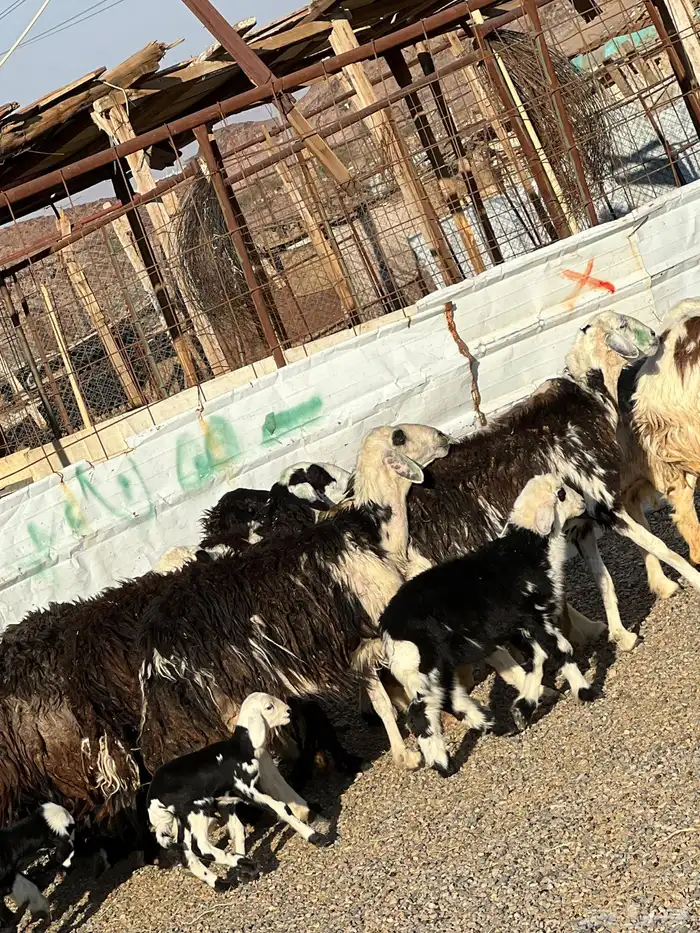 ضان نجد جروم ناهية 10معها 5 13