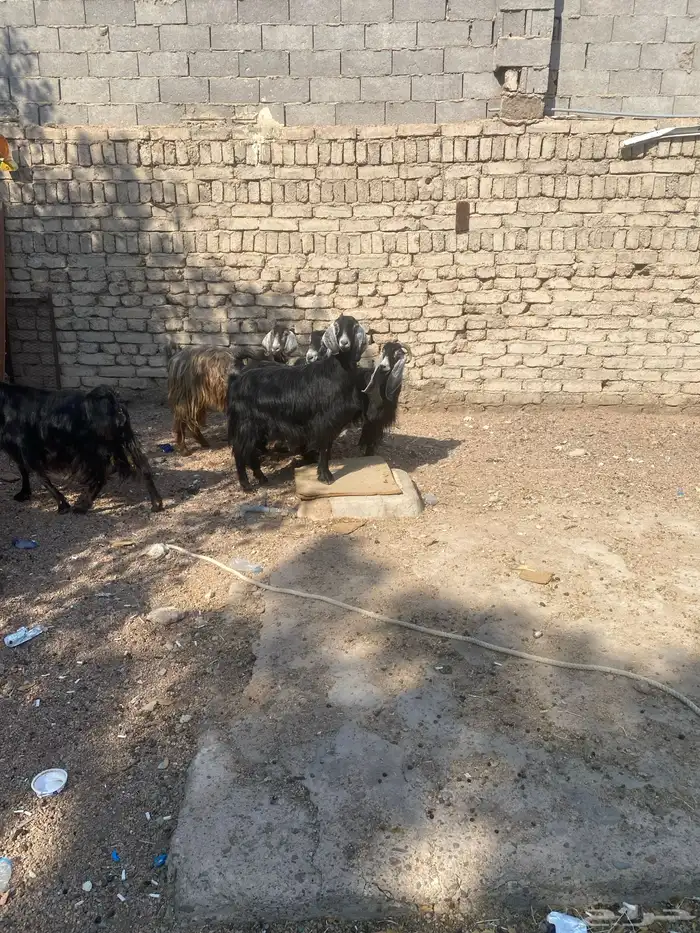 معزا ب فحلها 8