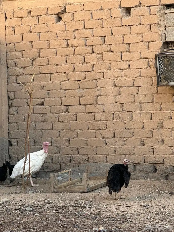 رومي 2 صندوق دجاج 2