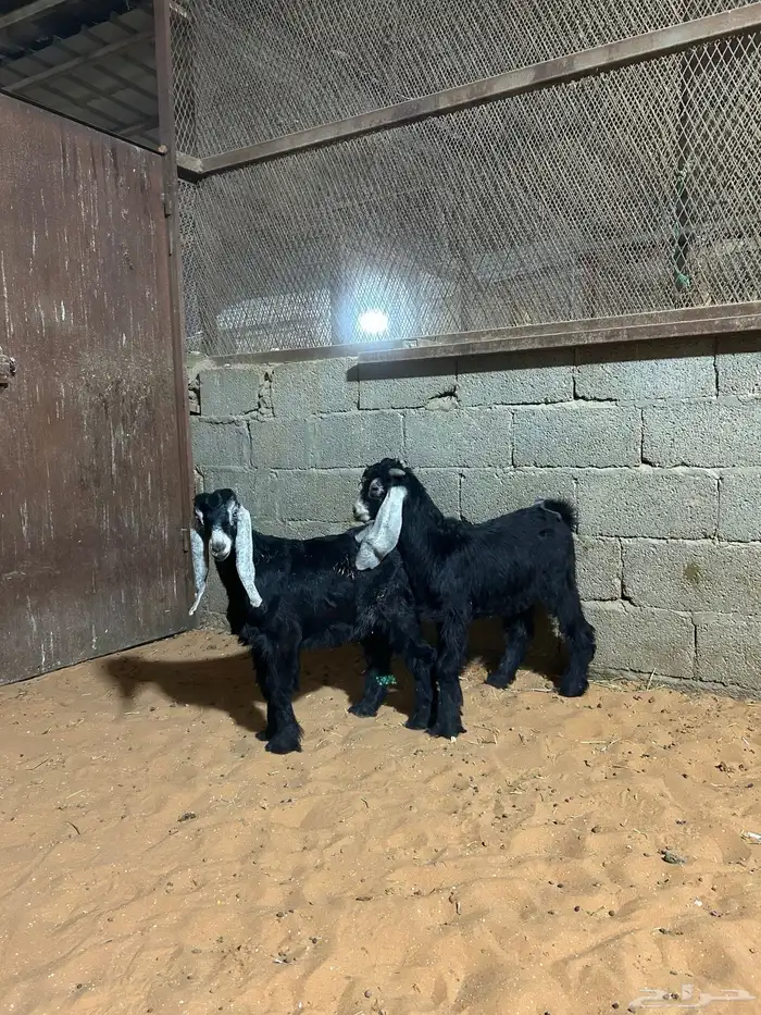 تيوس عوارض مندي زبده 1