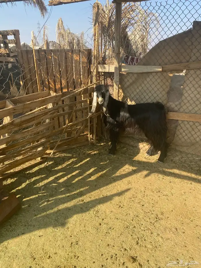 تيس ثني عارضي 5