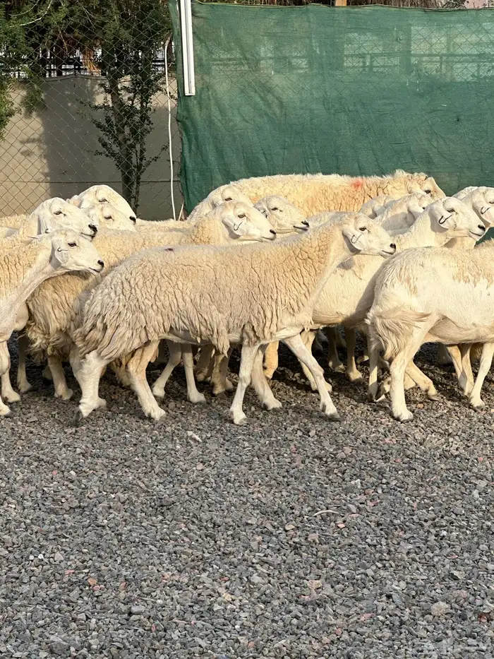 ضان حريات حرش صنف الصنف 21