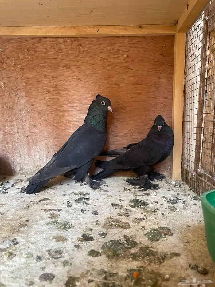 جوز حمام صنعاوي(( اسود )) 0