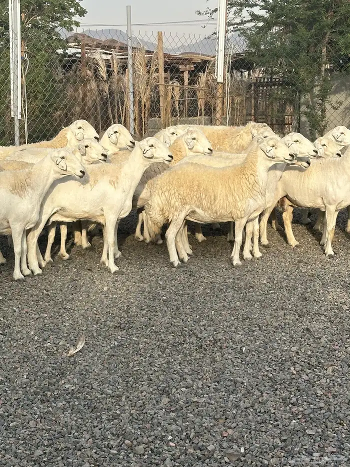 ضان حريات حرش صنف الصنف 45