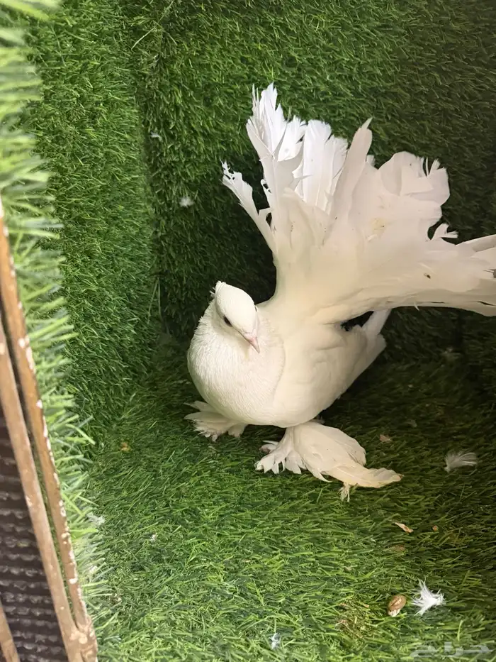 مجموعة ذكور زينه 8