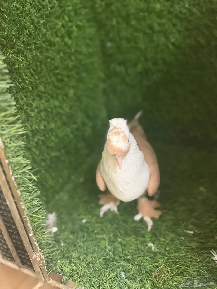 مجموعة ذكور زينه 15