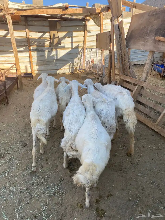 7 ضان رعويات طيبة 0