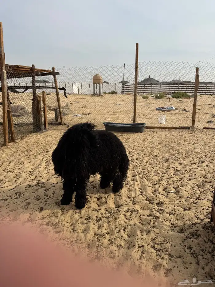 خروف عرب فل طرف وشحم ولحم 1