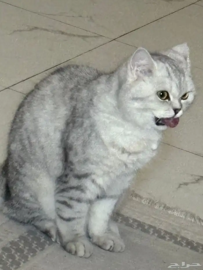 قطوه شرازي سنه وشهريين تبني 0