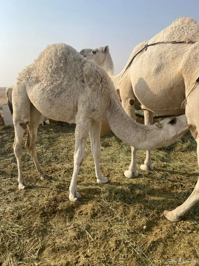 بكره للبيع 1