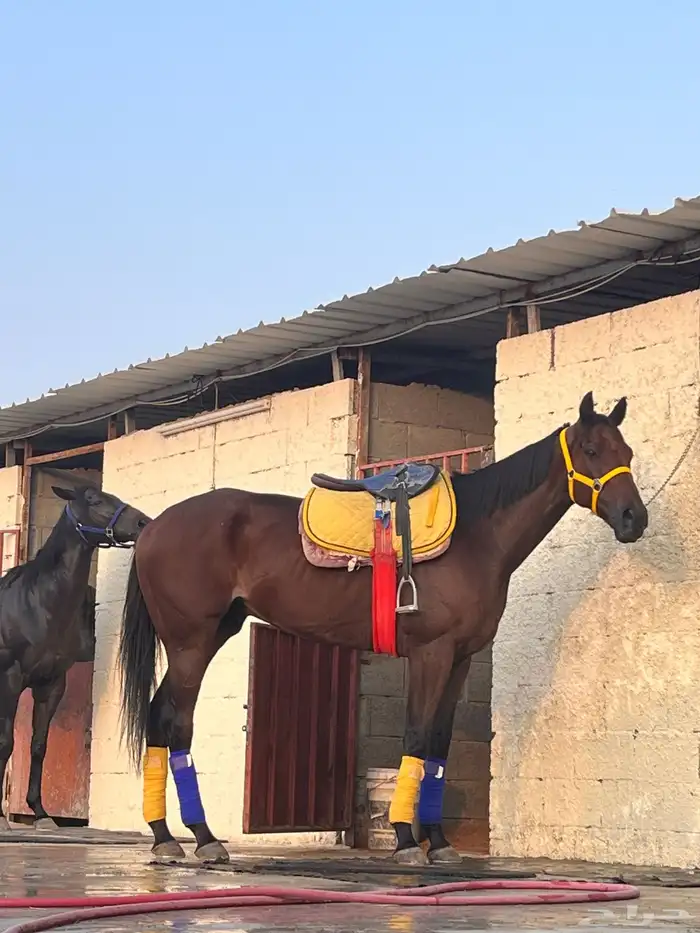 حصان للبيع 0