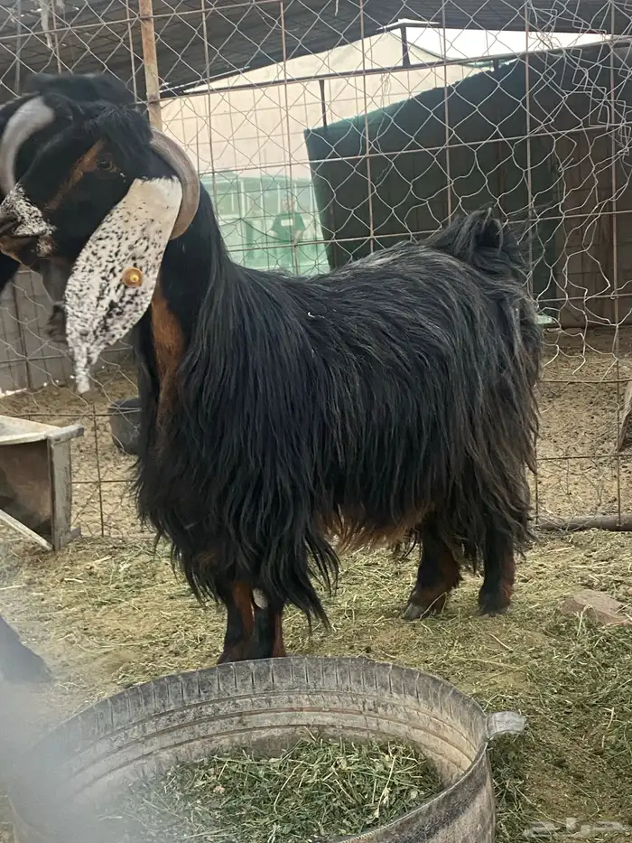 عنز عارضيه صنف 3