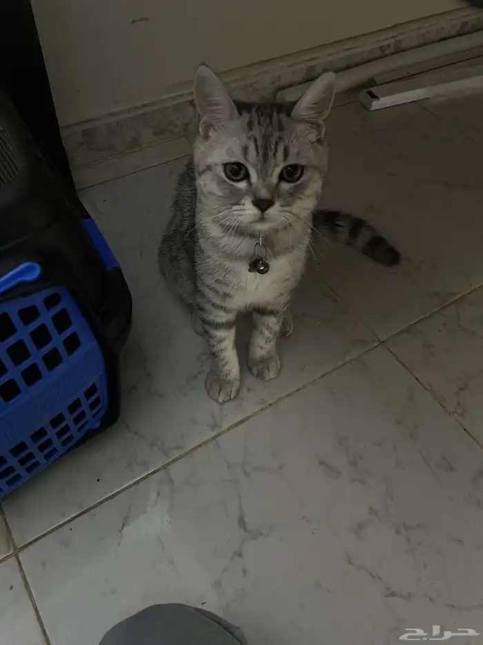 قطه للبيع ذكر طالب تزاوج العمر 9 شهور يحب لعب ومرا لطيف 1