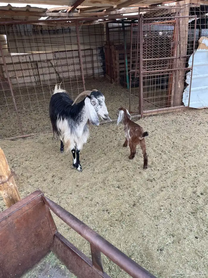 للبيع عنز معها جفره 1