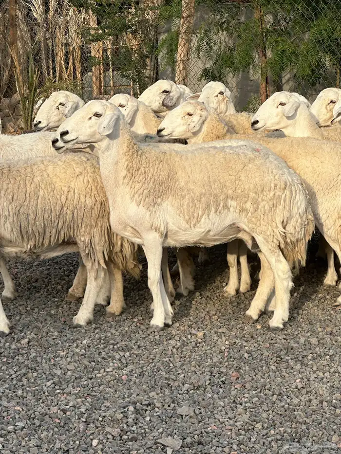 ضان حريات حرش صنف الصنف 22