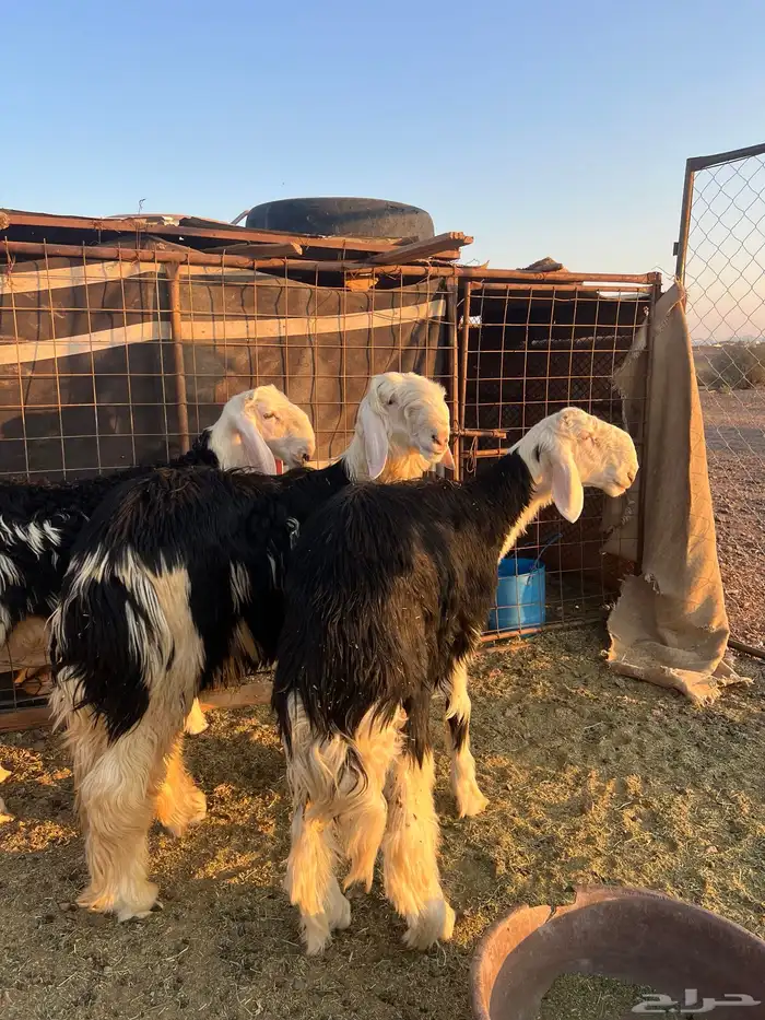 طليان جدعان جرم شعرة 1