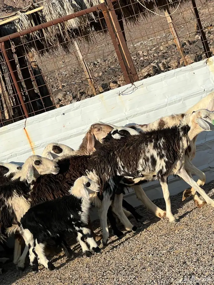 ضان نجد جروم ناهية 10معها 5 11