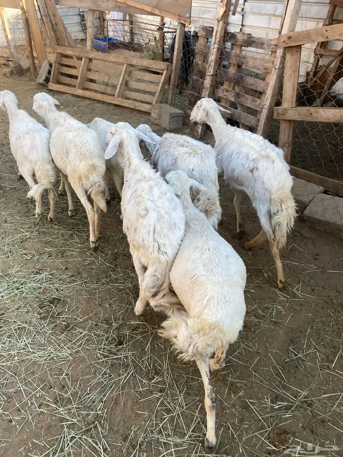 7 ضان رعويات طيبة 1