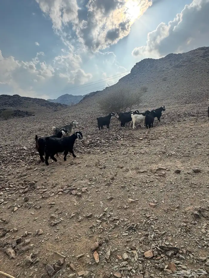 معزا 11بالفحل دفيع مضاريع 0