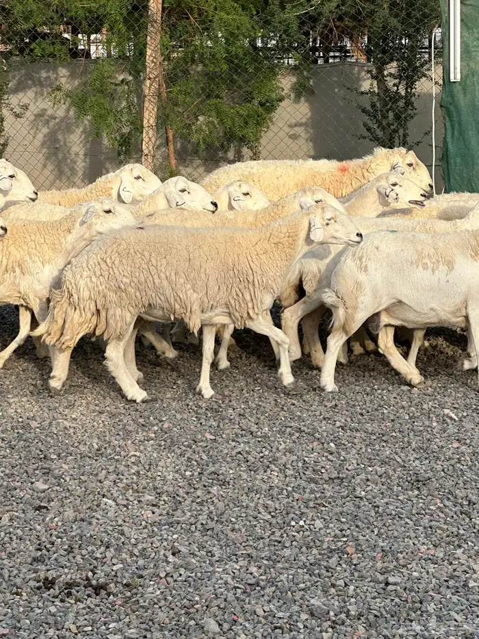 ضان حريات حرش صنف الصنف 70