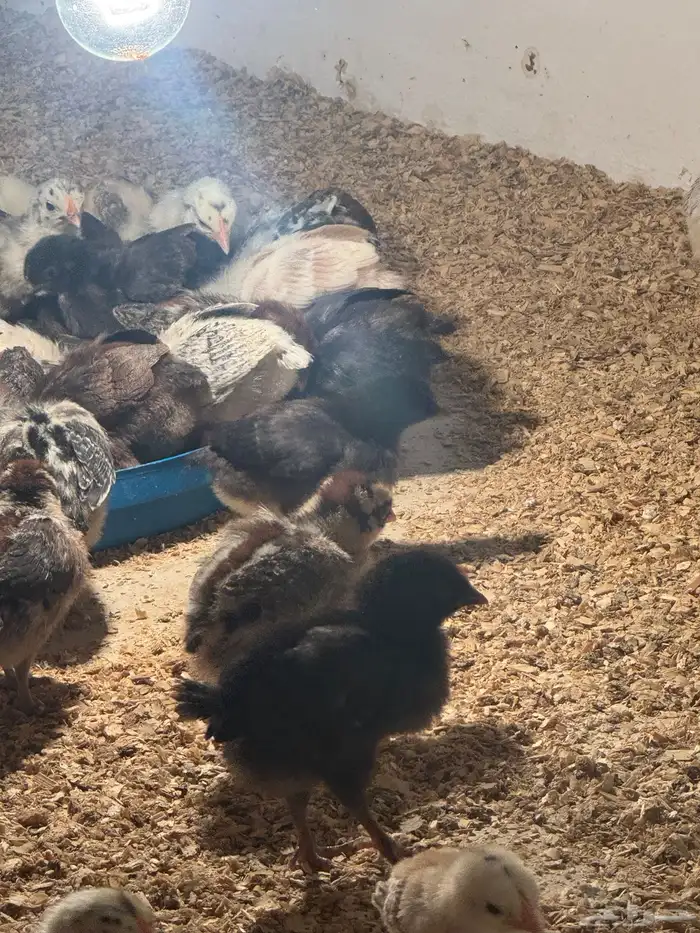 فروخ دجاج عمر 20 يوم 1