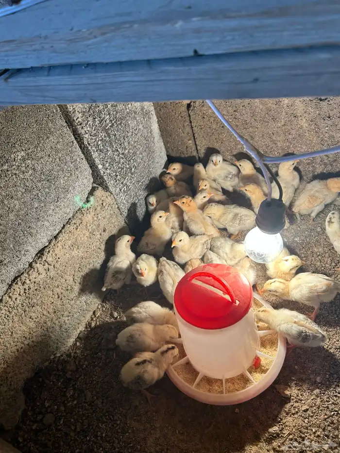 صوص بلدي فواخر والوان فواتح عمر 12 يوم 2