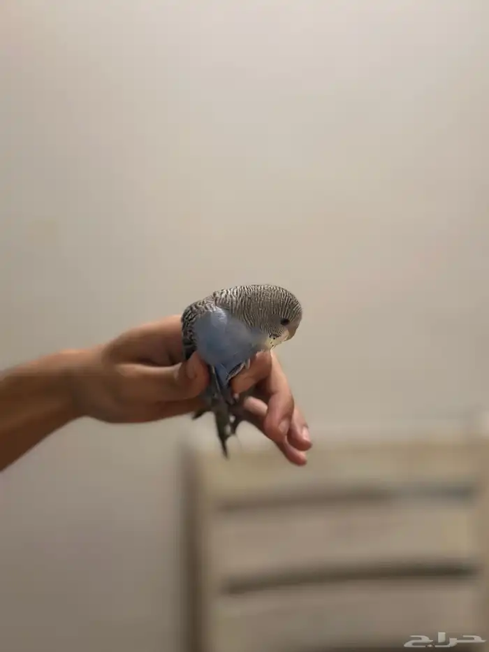 فراخ بادجي بسعر مغري 1