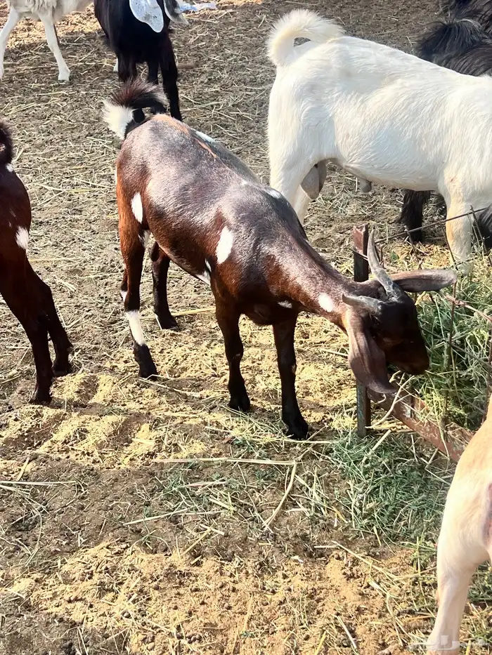 تيوس محايليه مخاصي 3