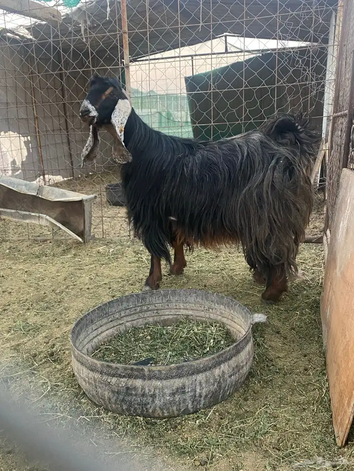 عنز عارضيه صنف 0