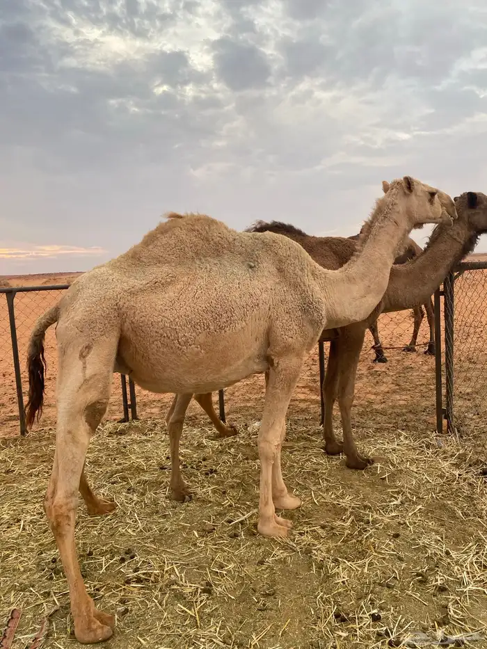 للبيع بكرتين ملاقي 0