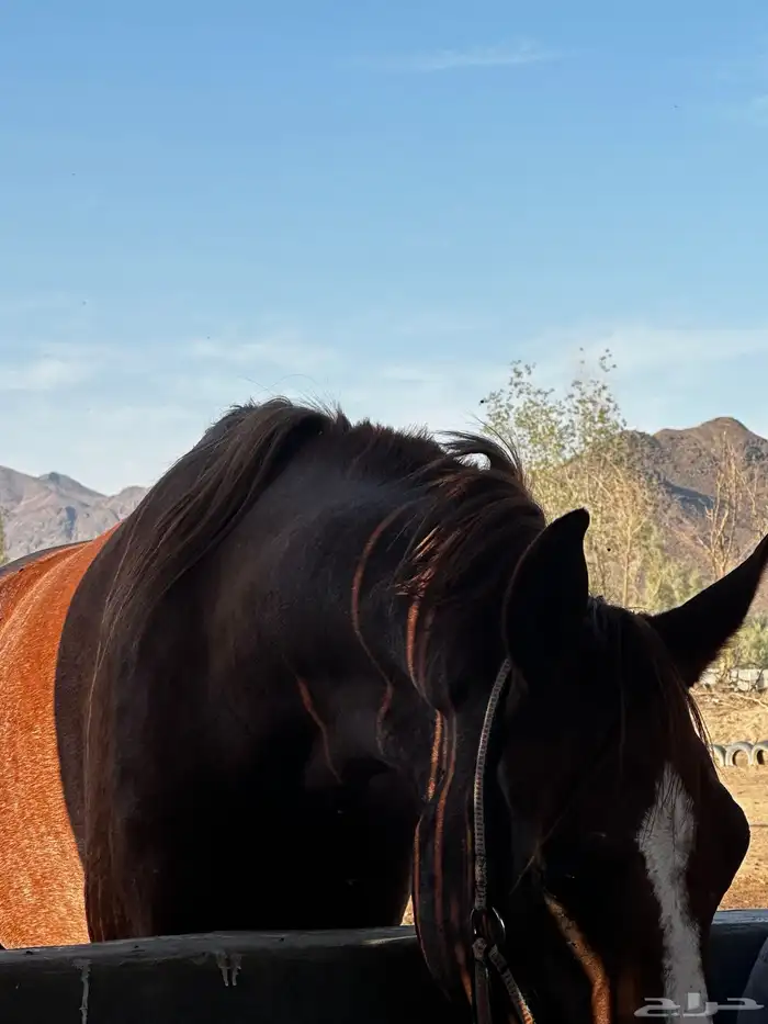 حصان شعبي حار. 3