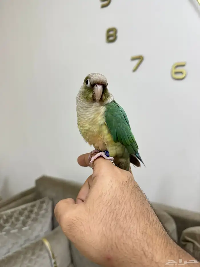 زوج كنيور سينمون تركواز منتج 0