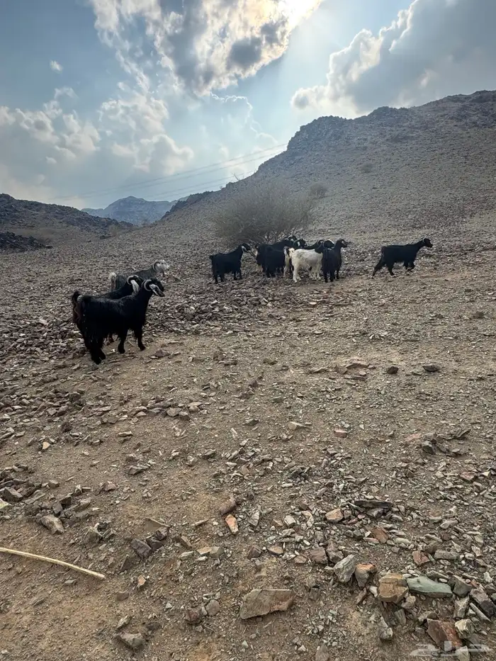 معزا 11بالفحل دفيع مضاريع 1