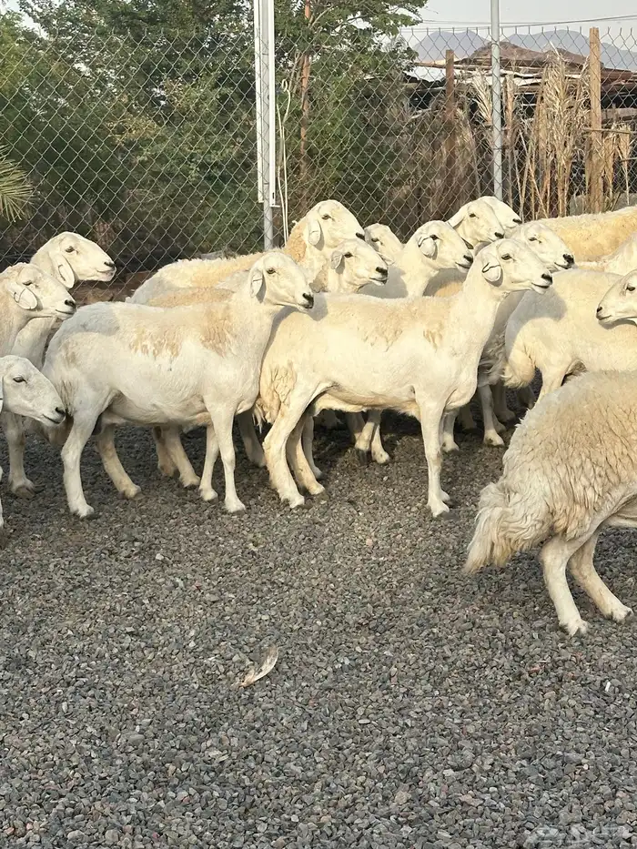 ضان حريات حرش صنف الصنف 18