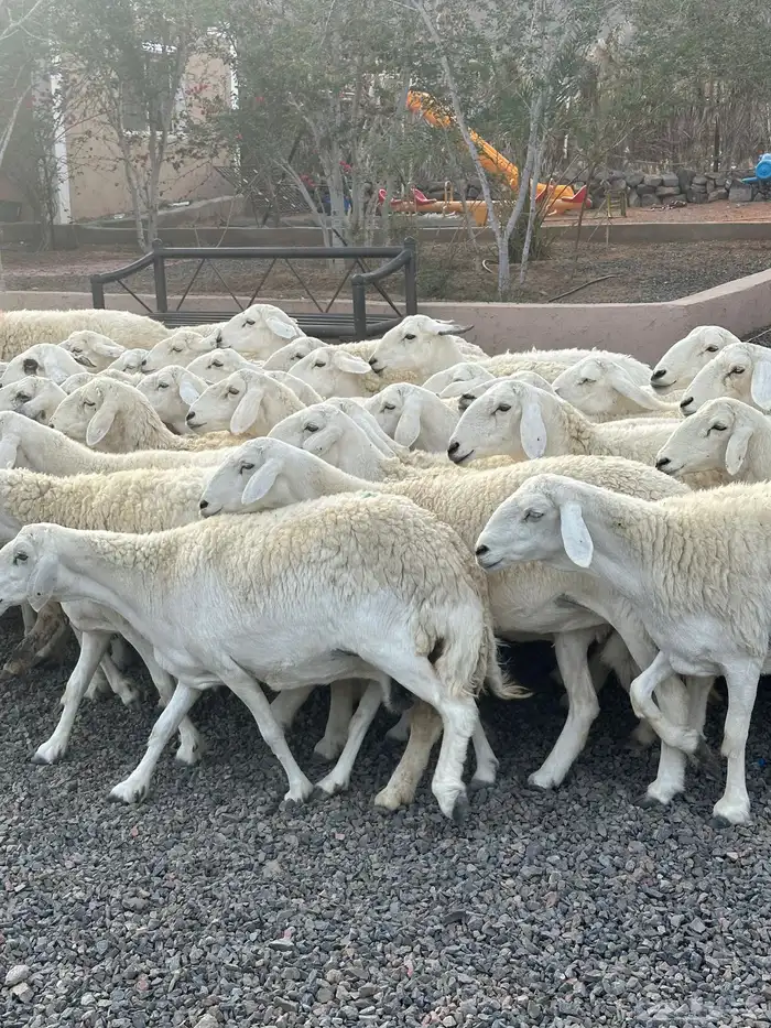 ضان حريات حرش صنف الصنف 71