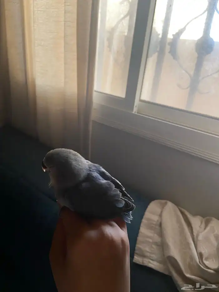 طير روز للبيع ب 200 مع القفص 3