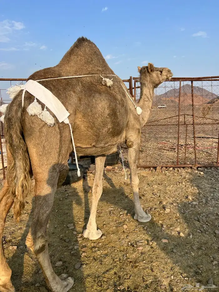 خلفه منيحه ب 8800 9