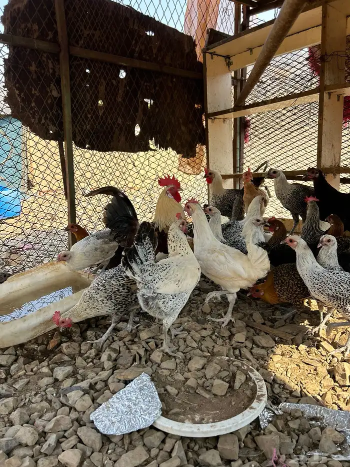 دجاج بلدي بياض 3