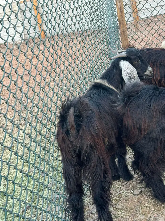 ذبائح ثلاجه تيوس عوارض بريه 0