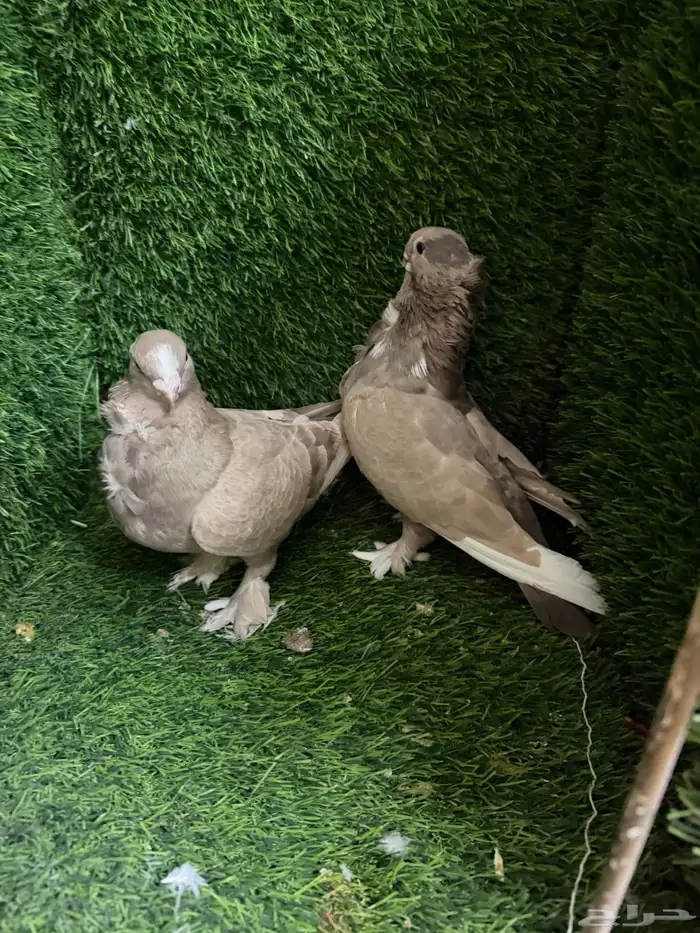 مجموعة ذكور زينه 40