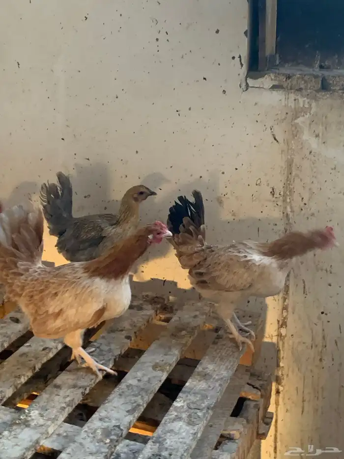 دجاج بلدي شرط النضافه ولانتاج 1