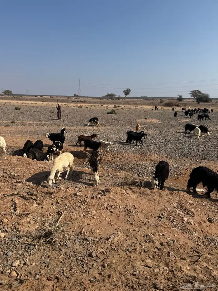 معزا مراح للبيع 12