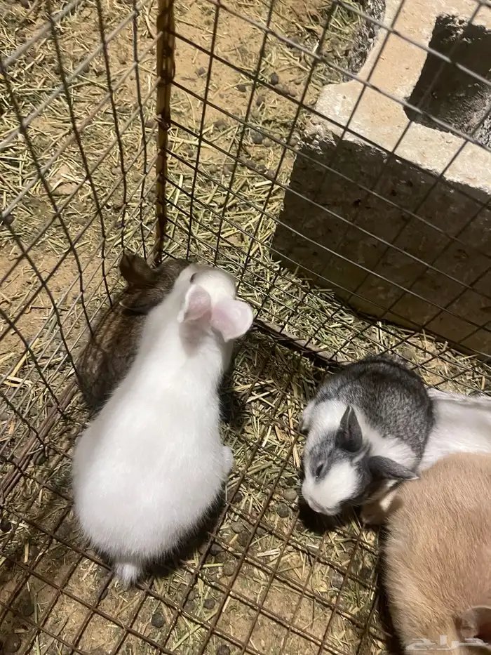 ارانب للبيع 2