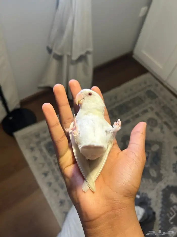 روز البينو 0