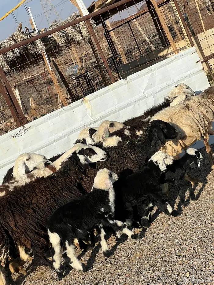 ضان نجد جروم ناهية 10معها 5 0