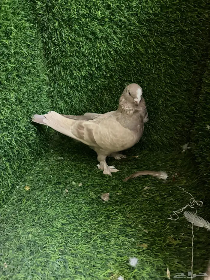 مجموعة ذكور زينه 33